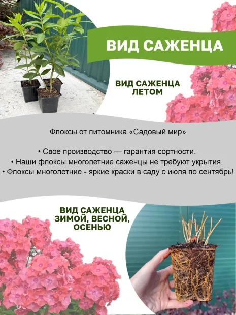 Флокс Милена