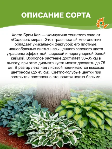 Хоста Брим Кап