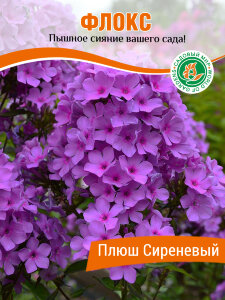 Флокс Плюш Сиреневый Флокс Плюш Сиреневый