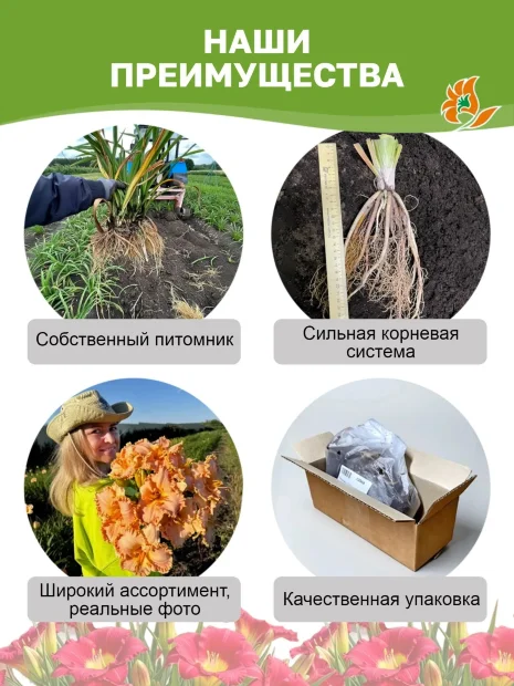 Лилейник Бонанза