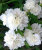 Жасмин Снежная Буря (Чубушник) саженцы 