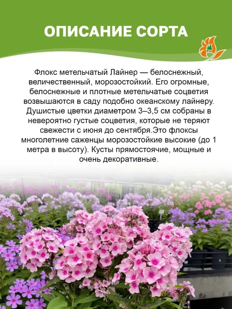 Флокс Лайнер (Р9)
