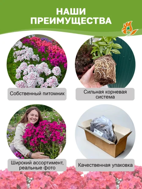 Флокс Лайнер (Р9)
