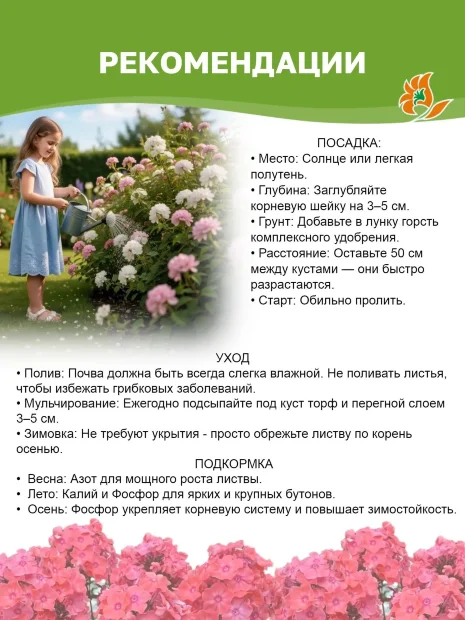 Флокс Ред Райдинг Худ