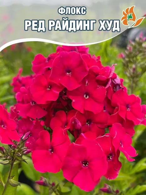 Флокс Ред Райдинг Худ