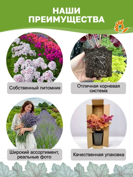 Гейхера Вайлдберри
