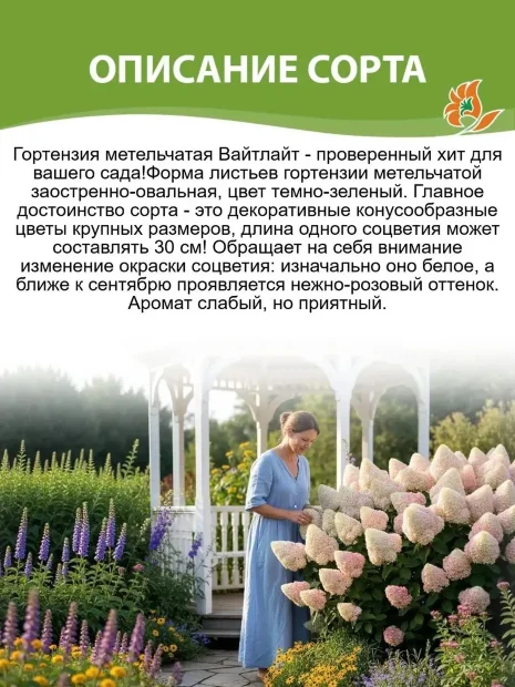 Гортензия Вайтлайт (метельчатая) саженцы 