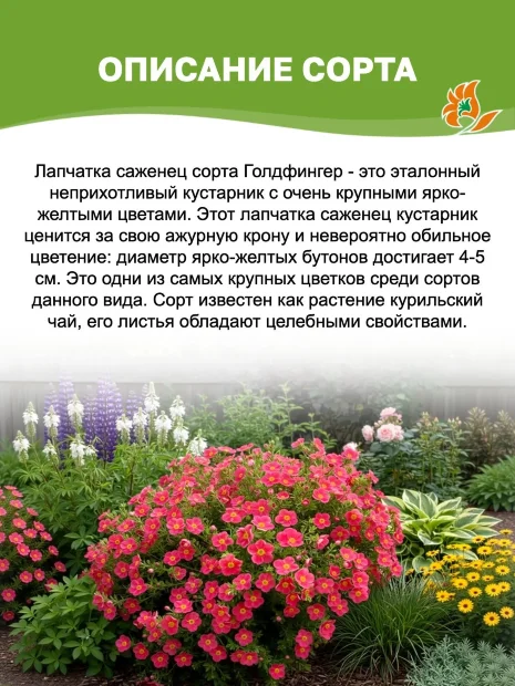Лапчатка Голдфингер (кустарниковая) саженцы 