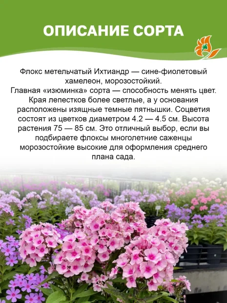 Флокс Ихтиандр