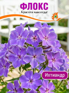 Флокс Ихтиандр Флокс Ихтиандр