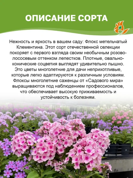 Флокс Клементина