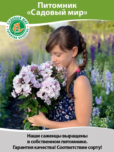 Флокс Клементина