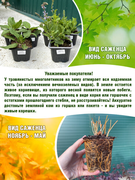 Монарда Скорпион 