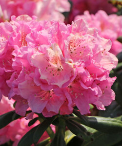 Рододендрон Хельсинки Юниверсити (гибридный)