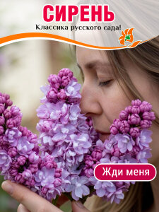 Сирень Жди Меня (обыкновенная)