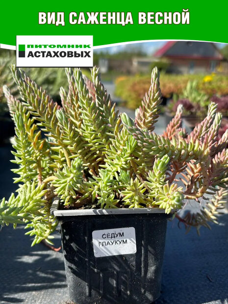 Седум Глаукум (отогнутый)