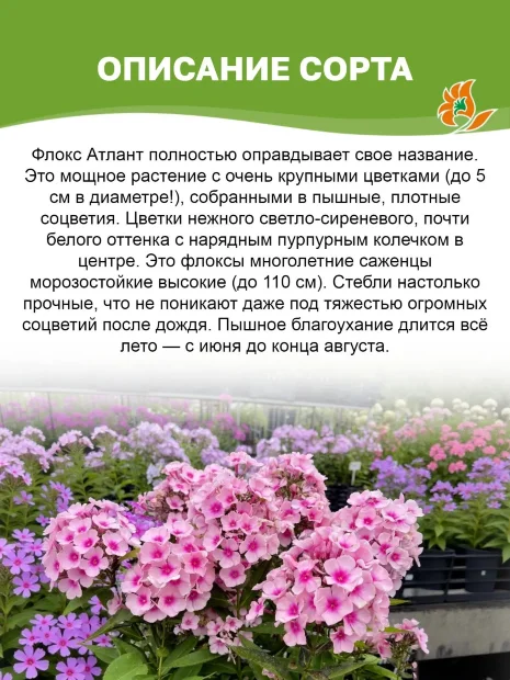 Флокс Атлант