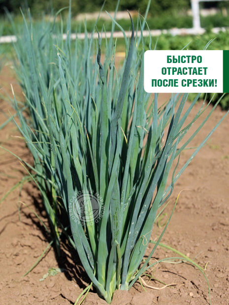 Лук батун Валдай семена 