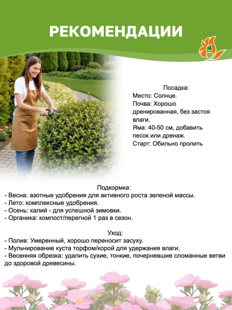Лапчатка Пинк Квин (кустарниковая) саженцы 