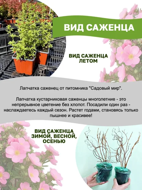 Лапчатка Пинк Квин (кустарниковая) саженцы 
