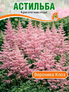 Астильба Вероника Клоз Астильба Вероника Клоз