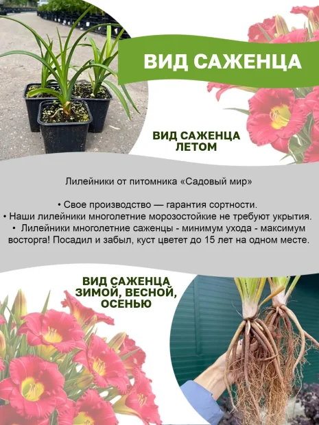 Лилейник Фулд Ми