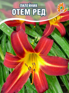 Лилейник Отем Ред Лилейник Отем Ред