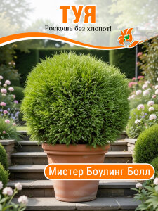 Туя Мистер Боулинг Болл (западная) Туя Мистер Боулинг Болл (западная)