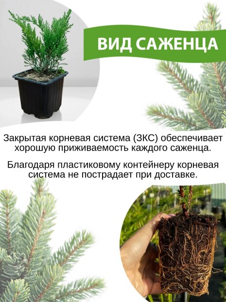 Можжевельник Суецика (обыкновенный)