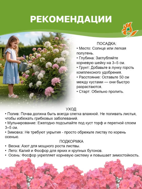 Флокс Шторм