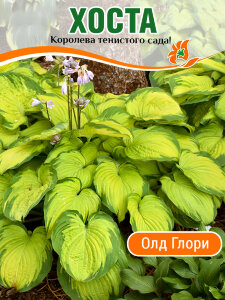 Хоста Олд Глори