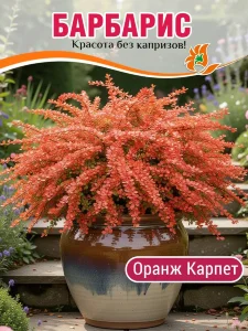 Барбарис Оранж Карпет (Тунберга) Барбарис Оранж Карпет (Тунберга)