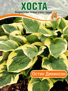 Хоста Остин Дикинсон
