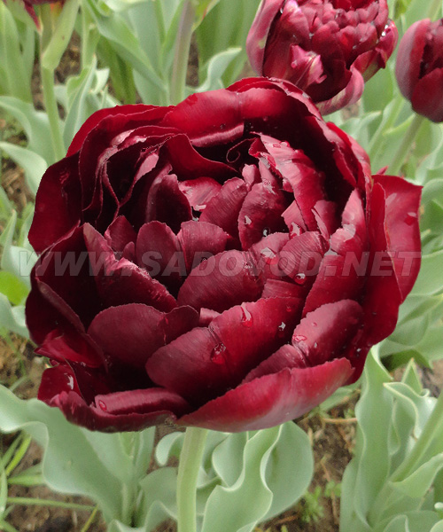 Сорт Анкл Том